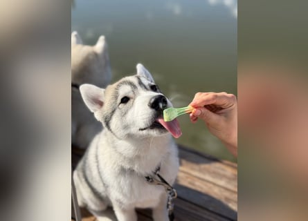 Not just a siberian husky boy - a soulmate on four paws