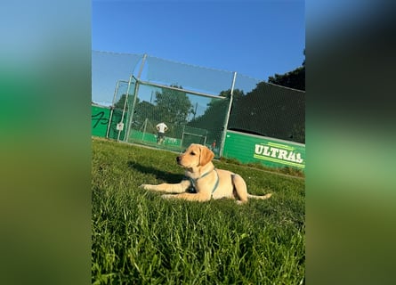 Labradorwelpe Rocky