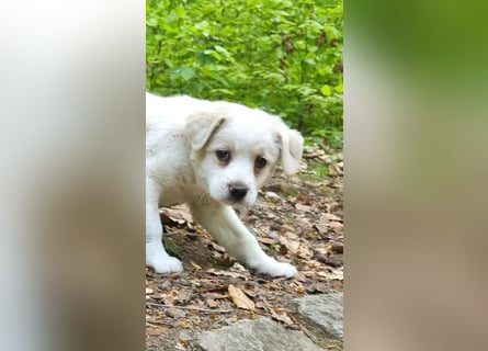 Labrador-Mischlingswelpe sucht liebevolles Zuhause