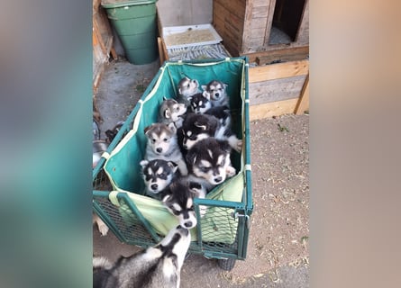 Welpen Alaska Malamute- Husky Mix