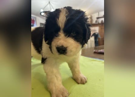 LANDSEER WELPEN mit FCI papieren
