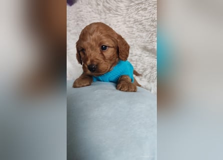 Wunderschöne Cockapoo-Welpen