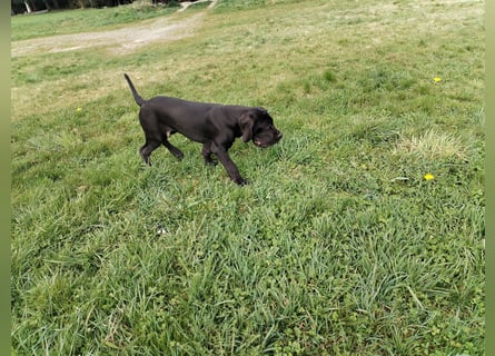 Deutsche Dogge Welpen