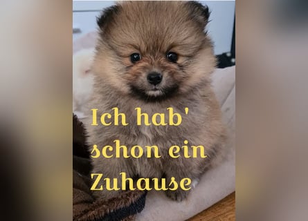 zuckersüße Pomeranianwelpen