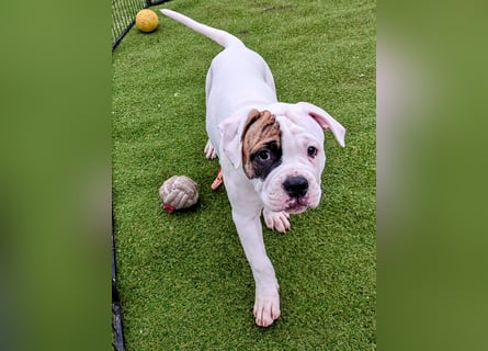 American Bulldog Welpen