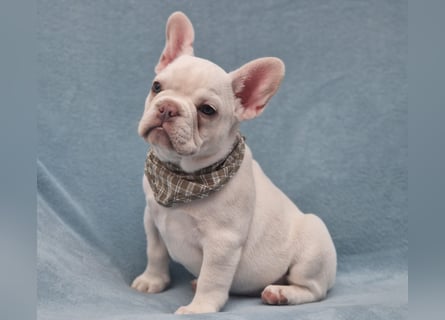 Französische Bulldogge TOP Qualität Platinum Lilac/Tan