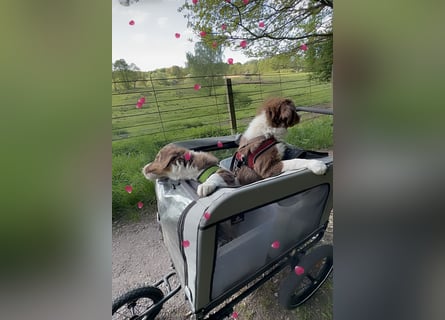 1 kleine Australian Shepherd Hündin( Welpe) braun/redtri (Minimix/Reinrassig)+ Gesundheitszeugnis