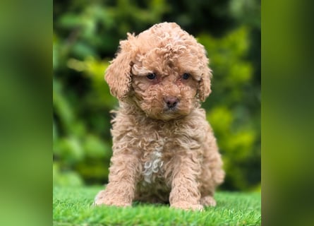 Cavapoo welpen