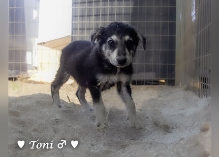 Teddy und seine Geschwister suchen ab September ein Zuhause