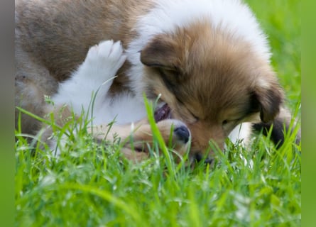 Wundervolle Collie-Welpen aus liebevoller VDH-Zucht suchen ein liebevolles Zuhause