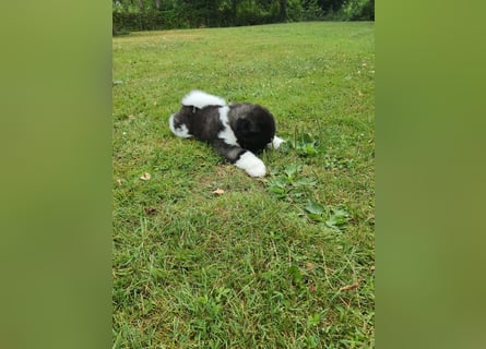 Amerikanische Akita