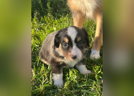 Miniature Australian Shepherd Welpen m. Papieren