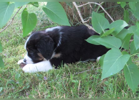 Mini Aussie Welpen Miniatur Australian Shepherd Welpen Welpe