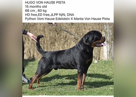 Rottweiler welpen
