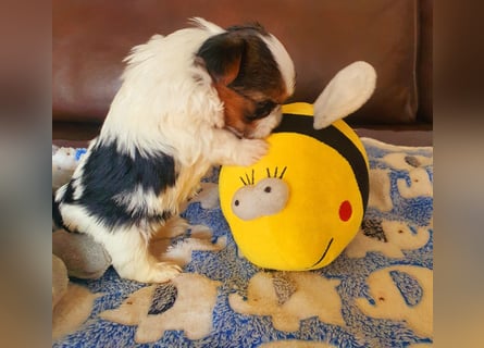 Mini  Biewer Yorkshire Welpe a la Pom Pon reinrassig / selten