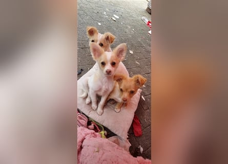 Chihuahua Welpen zu verkaufen