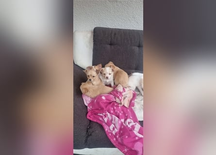 Chihuahua Welpen zu verkaufen