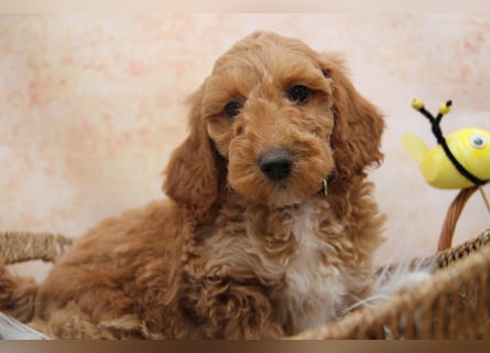 Pudel-Welpen aus familiärer Vereinszucht 38-46 cm, in red-fawn (mit Papiere), sind auszugsbereit!