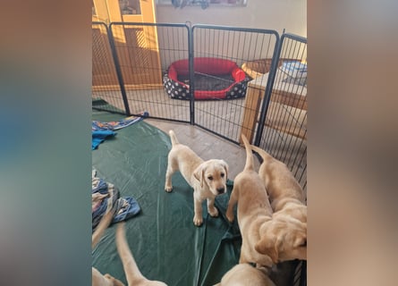Labradorwelpen