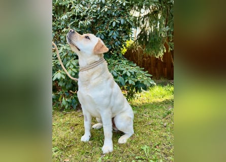 Labrador Rüde 2 Jahre