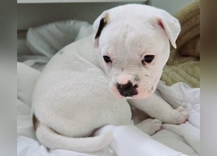 American Bulldog Welpen aus Hybrid/Standard Verpaarung ab Mitte Juni abzugeben, www.cocodin-bulls.de