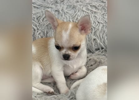 Chihuahua Rüden 9 Wochen alt mit Ahnentafel