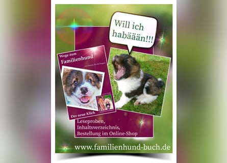 Welpe, Hund, Mischling, Rasse - Erziehung zum Familienhund - einfach gemacht