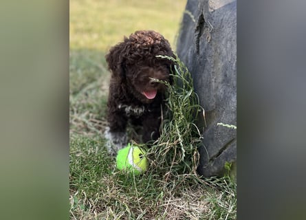 Lagotto Romagnolo – Hochwertige Welpen aus der registrierten Zuchtstätte King of the Truffles