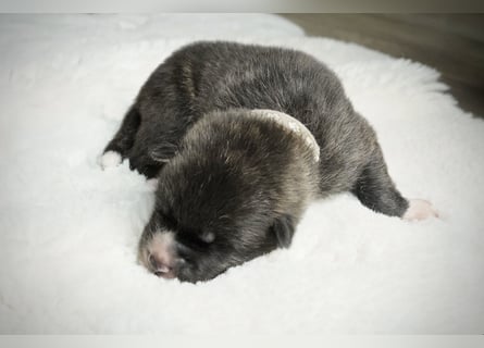 Akita Inu Welpen | A-Wurf | Japan Akita | Ahnentafel | VDH 