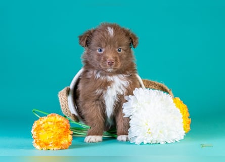 Kleinbleibende Miniature Australian Shepherd Welpen