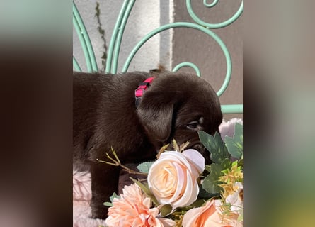 Schoko Labrador Hündin
