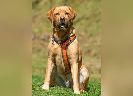 Mr Sam - sucht Menschen mit Hundeverstand - Tierhilfe Franken e.V.