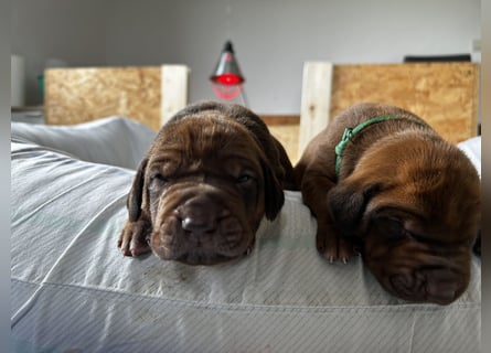 Rhodesian Ridgeback Welpen *livernose* 19./20.Mai2025