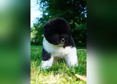 Amerikanische Akita