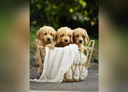 Goldendoodle mini Medium Doodle Abgabe an Pfingsten