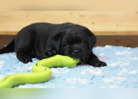 Traumhafte Labrador-Welpen suchen ein liebevolles Zuhause!