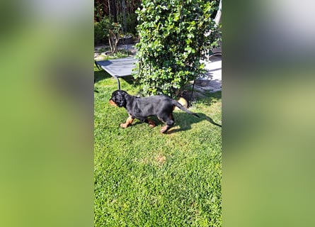 Verschmuste Gordon Setter aus familiärer Liebhaberzucht zu vermitteln