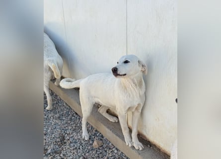 Wayne: er wäre gerne ein Familienhund