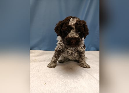 Welpen Lagotto Romagnolo