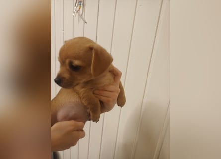 Süße Chorkie-Welpen black and tan & beige MIX !!!