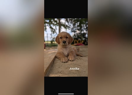 Golden Retriever dark reinrassig