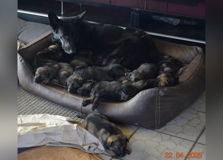 Dunkelgraue Schäferhunde aus Kör-u.Leistungzucht