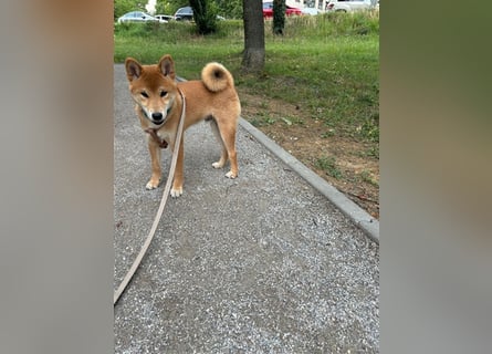 Hervorragender Shiba-Inu-Wurf mit hervorragendem Ausstellungspotenzial