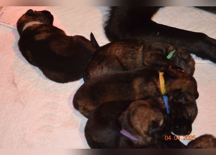 Dunkelgraue Schäferhunde aus Kör-u.Leistungzucht