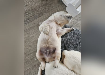 Golden Retriever Welpen aus verantwortungsvoller Zucht