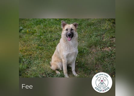 Fee: anhängliche Schönheit