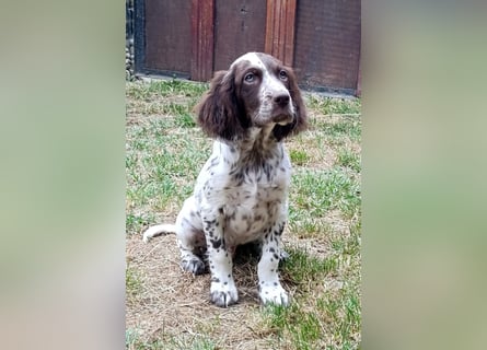 English setter Rüde Welpe