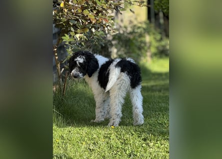 Bezaubernde Königspudel Welpen, Großpudel, Harlekin, Pudel, Videos
