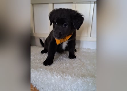 Auszug..Aussiedor F1 Familien und Therapiehund Labrador x Australien Shepherd