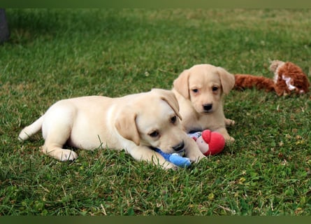 Labrador Welpen reinrassig mit Ahnentafel dürfen ab dem 25.08.25 ins neue Heim